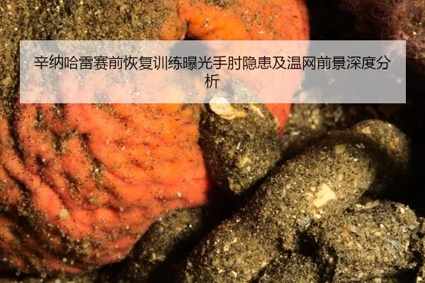 xin-na-ha-lei-sai-qian-hui-fu-xun-lian-bao-guang-shou-zhou-yin-huan-ji-wen-wang-qian-jing-shen-du-fen-xi-2-293.jpg